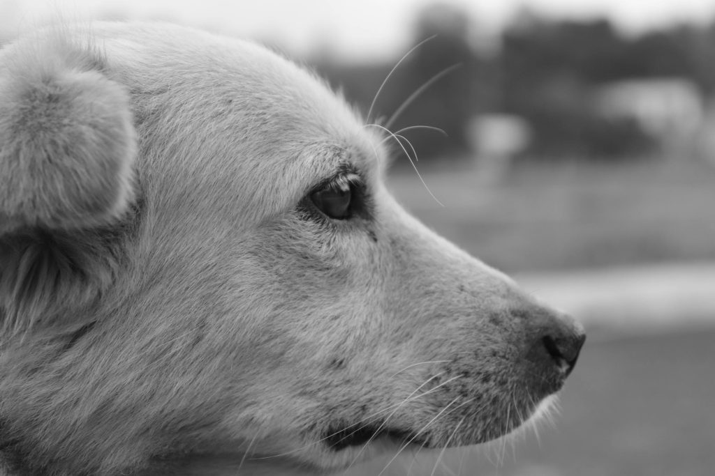 Healthcare and Beyond: Exploring Employment Opportunities at HIMA San Pablo and Ashford Presbyterian - Melhores oportunidades de emprego em porto rico